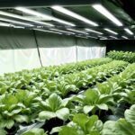 Understanding PAR, PPF, and PPFD: Essential LED Grow Light Terms for Maximum Yield