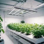 Bud Washing After Harvest: A Complete Guide for Clean, Quality Cannabis
